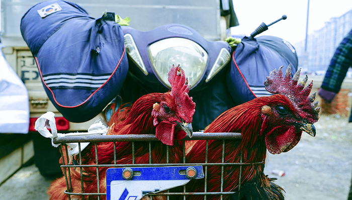 【新年餐桌】在东北有种购物叫赶集