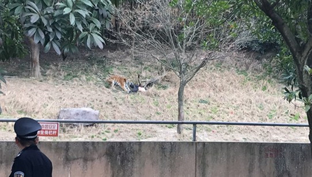 动物园,老虎,咬人