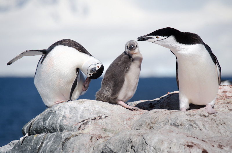 南极旅行中，最为印象深刻的一张照片