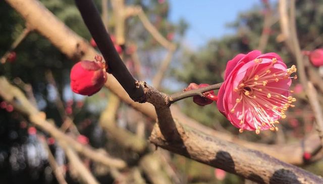 天文专家,立春,罕见,120年前