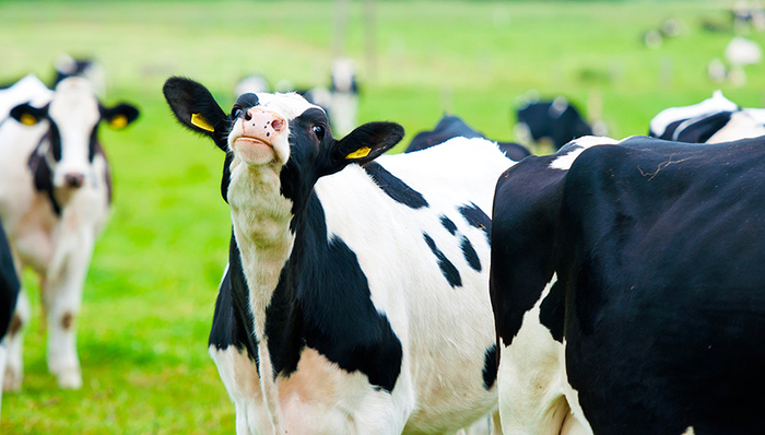 基因稳定性,基因功能,奶牛,CRISPR,结核病,基因改造,巴氏灭菌法,分子剪刀,重复序列,外媒