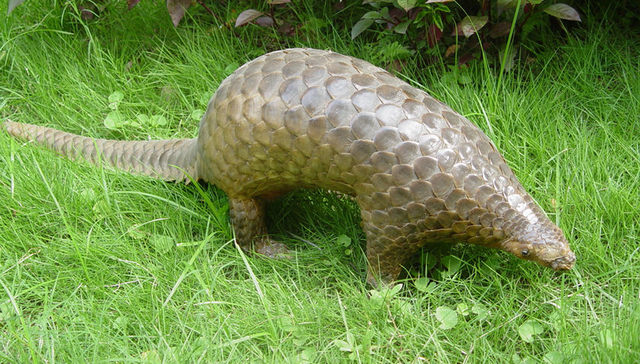 广西调查“考察吃穿山甲”事件 国家林业局关注