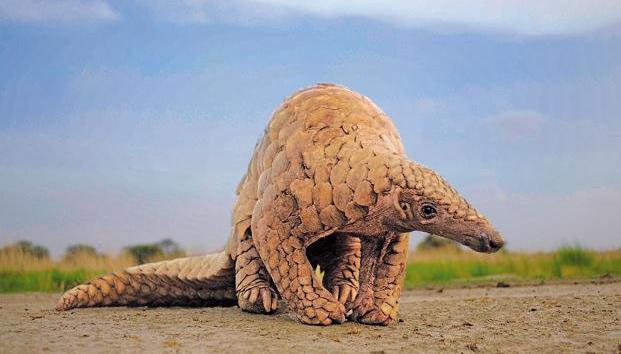 穿山甲、果子狸与食人族 | 文明与野蛮的相对论