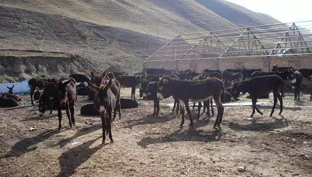 中国真的需要“全世界买驴”吗？