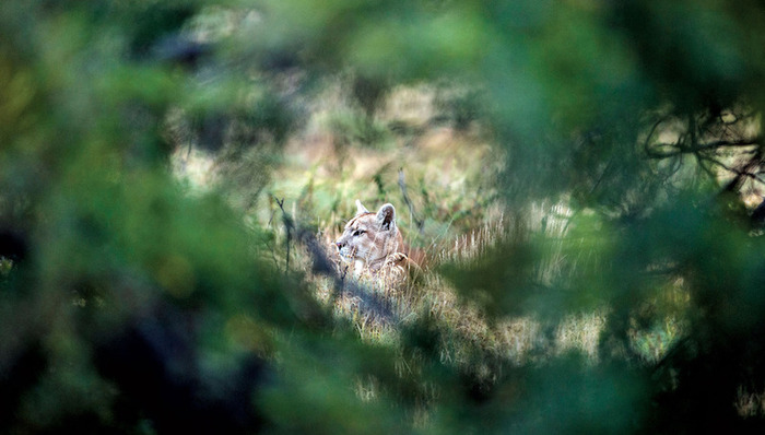 在智利百内国家公园，要积累多少RP才能看到一只美洲狮