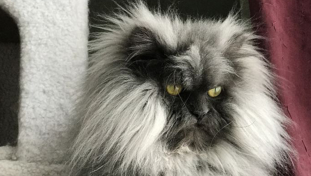 你好，我是一只毛发凌乱的单身猫