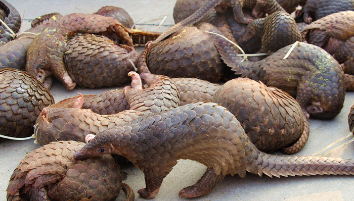 穿山甲,天鹅肉,流鼻血