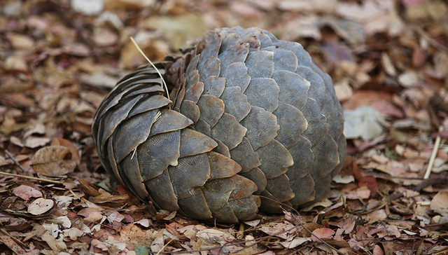深圳“穿山甲公主”归案接受调查 曾微博晒吃穿山甲等野味