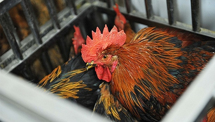 H7N9,禽流感,卫计委