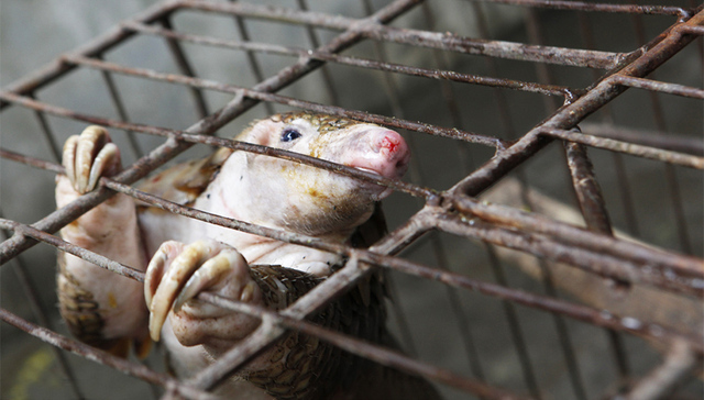 穿山甲,利益链条,非法交易