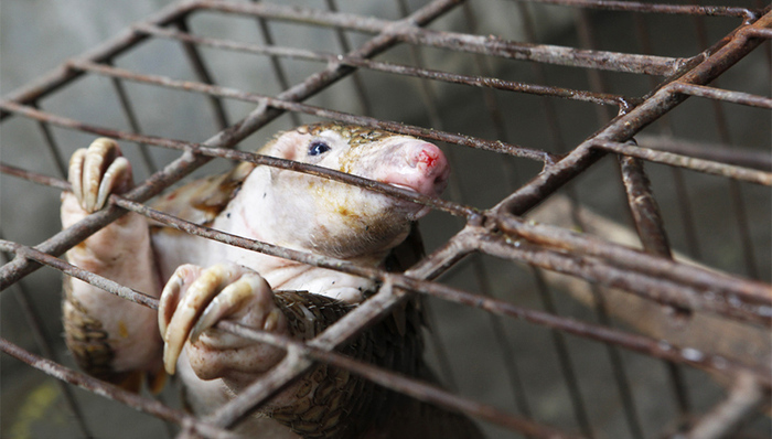 穿山甲,利益链条,非法交易