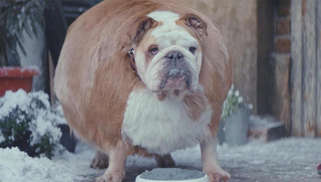 如果只有胖子 这个世界会变成什么样？