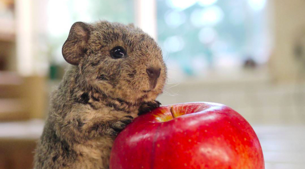 豚鼠吃吃吃，我可以看一整天
