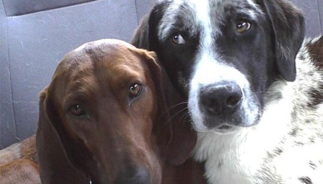 狗,宠物,友情,故事,救助