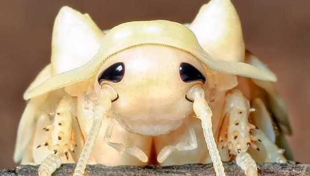 我好像治好了蟑螂恐惧症。。。