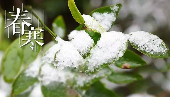 武夷山,龙井,易武