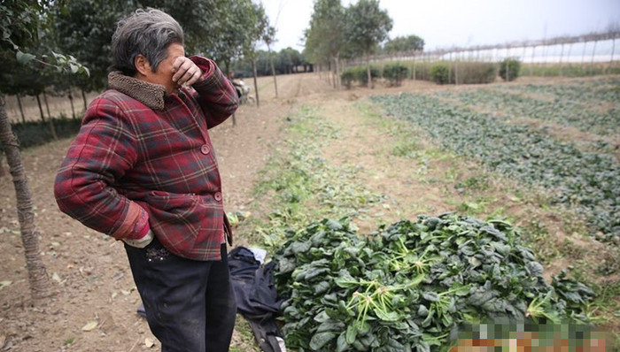 周至县,菠菜,进口鞋,大悦城,90后女孩,计划生育,结扎,东海小黄鱼