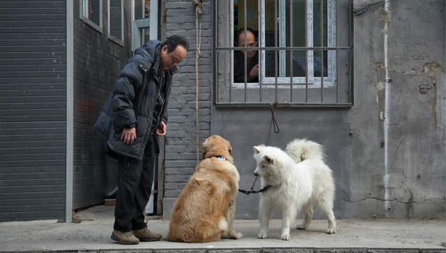 济南养狗,计分制,电信诈骗,北京市教委,空气质量,西安户口,假离婚,拆迁补偿