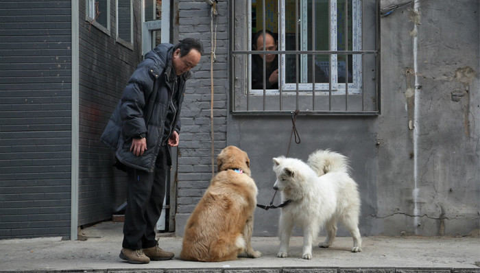济南养狗,计分制,电信诈骗,北京市教委,空气质量,西安户口,假离婚,拆迁补偿