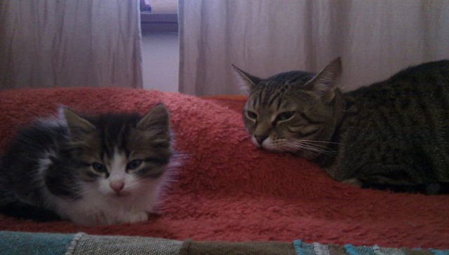 两只猫咪的幸福生活