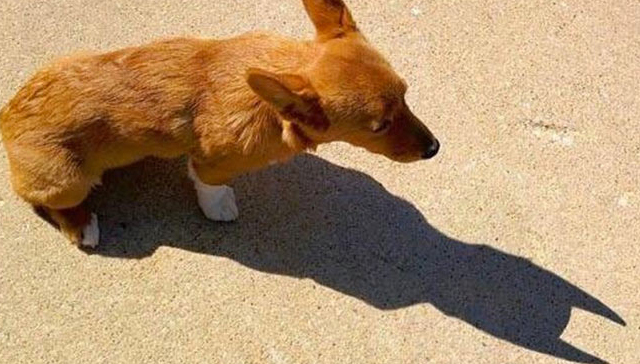 当你的猫意识到自己是蝙蝠侠的那一刻