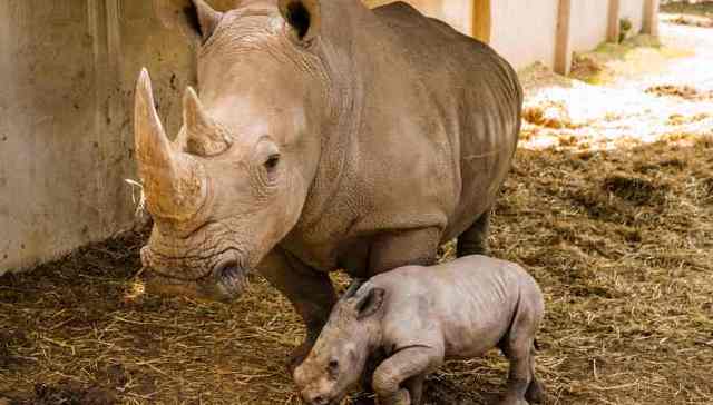 犀牛,犀角,偷猎