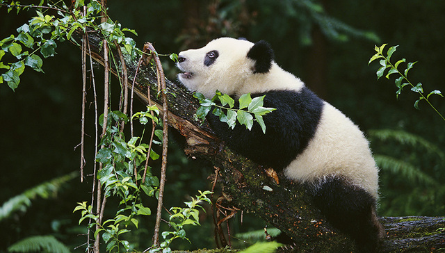 国家公园体制总体方案将出台 真正的中国国家公园指日可待