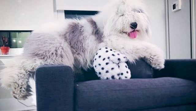 这只笨狗，让我好羡慕...