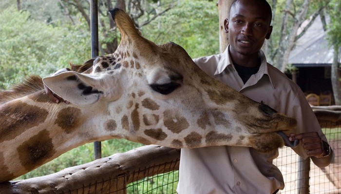 如果庄园里养了长颈鹿 该如何喂它吃东西呢？