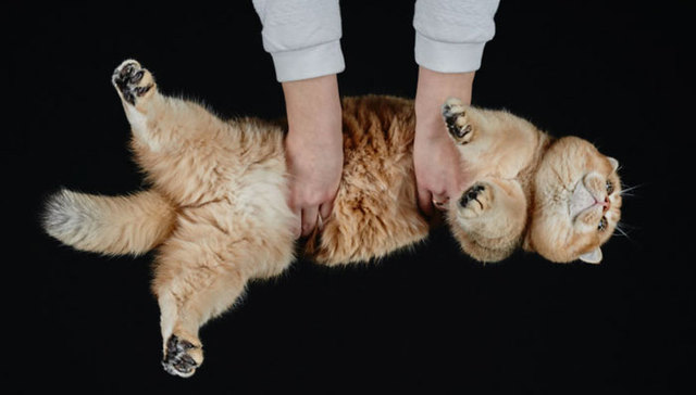 摄影,猫,萌宠,兔子