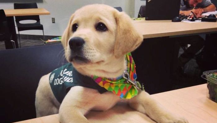 狗,服务犬,警犬,动物