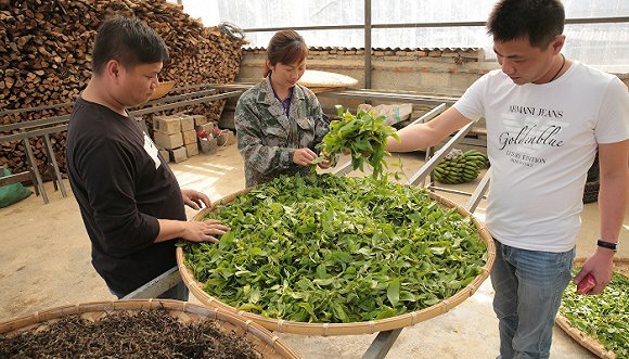 易武收茶人,陈明忠,普洱茶