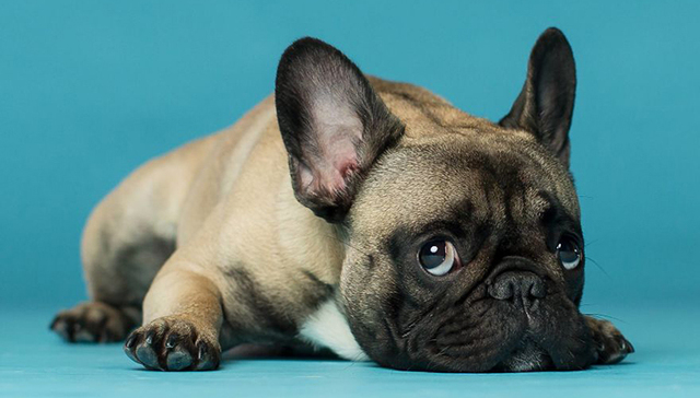 狗子天生都是逗比