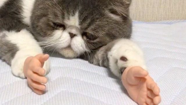 当猫咪长了手以后……