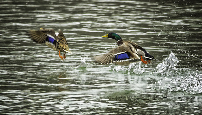 水环境承载力,鄱阳湖湿地,水生态,水环境污染,信息孤岛,监管部门,海河水利委员会,统筹区域,环境质量