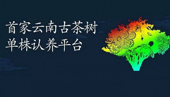 云南古茶树,认养