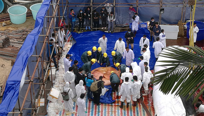 抹香鲸,搁浅,解剖