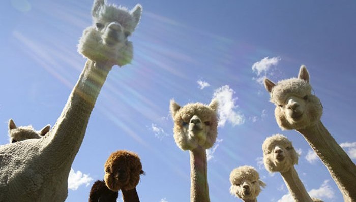 羊驼,搞笑,动物,微笑