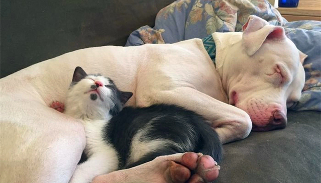 好有爱，这只斗牛犬成了20只猫咪的妈妈