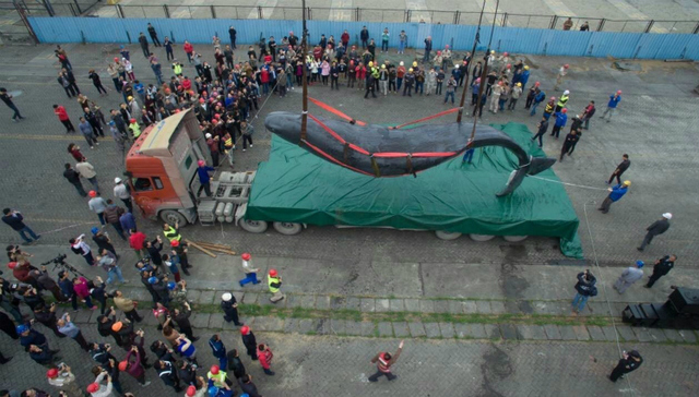 抹香鲸,广东海洋大学,抹香鲸