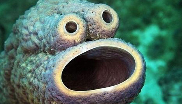 海洋生物太邪性了