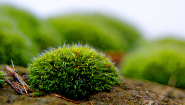 《青苔不会消失》：只要世上还有，最后一个穷人