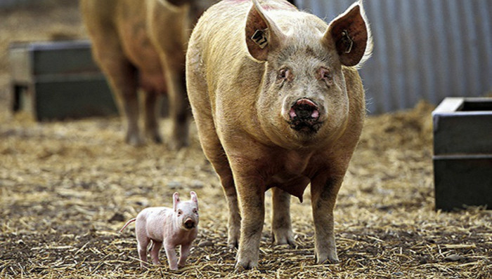 瘦肉精,餐桌美味,央视财经