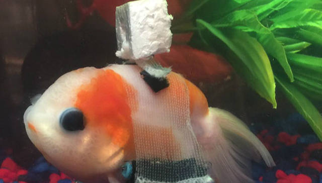 动物,金鱼,轮椅