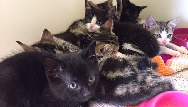 猫,行李,救助,孤儿