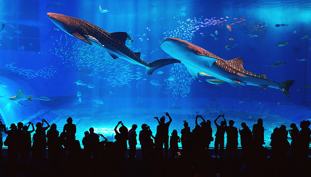 美国海洋世界将迎来它的中国大股东