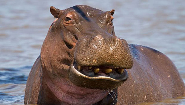 河马