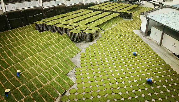 白茶晒场,福鼎白茶