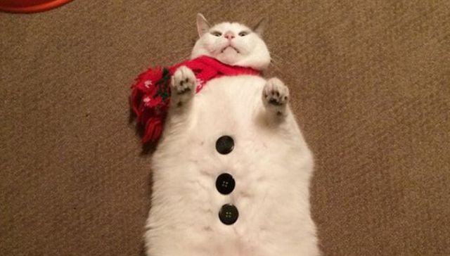 猫：你们能不能不要喜欢我？？