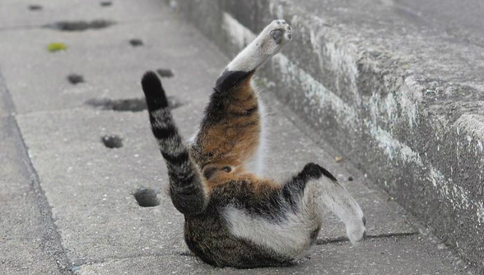摄影,猫